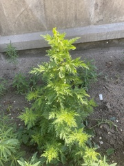 Artemisia annua