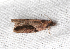 Statherotis pendulata
