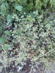 Leptopyrum fumarioides