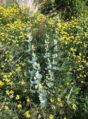 Penstemon grandiflorus