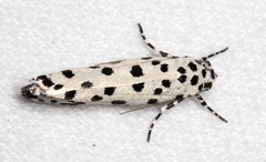 Ethmia clytodoxa