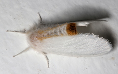 Euproctis euthysana