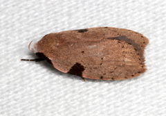 Zonopetala quadripustulella
