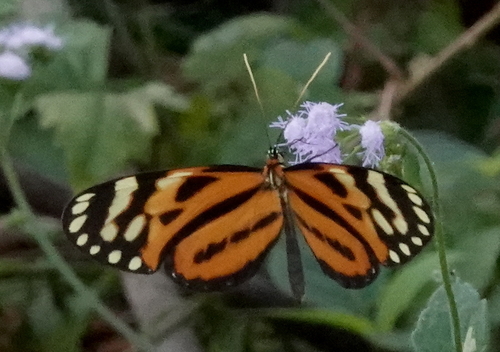 Lycaste Tigerwing