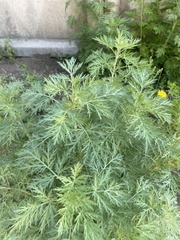 Artemisia sieversiana