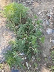 Potentilla conferta
