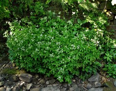 Astrantia major
