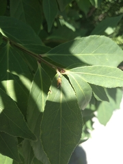 Neoheliodines nyctaginella