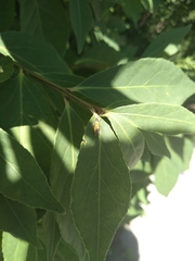 Neoheliodines nyctaginella