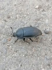 Silphinae