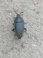 Silphinae