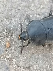 Silphinae
