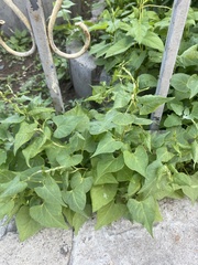 Convolvulus arvensis