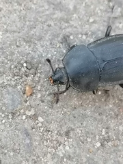 Silphinae