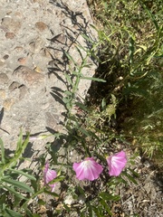 Convolvulus chinensis