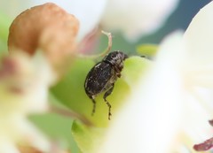 Rhinoncus perpendicularis