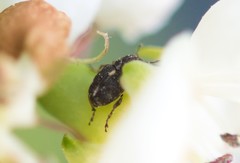 Rhinoncus perpendicularis