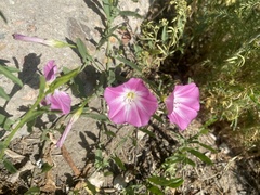Convolvulus chinensis