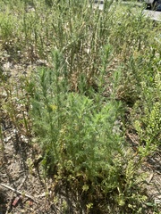 Neopallasia pectinata