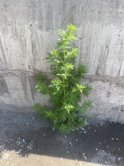 Artemisia annua