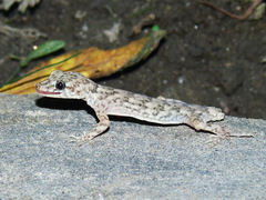 Altiphylax stoliczkai