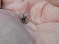 Phyllobius thalassinus