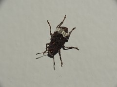Eurymycter
