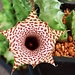 Huernia hislopii - Photo (c) Skolnik Co, some rights reserved (CC BY-NC-ND)