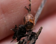 Hypocassida subferruginea