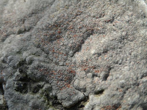 Haematomma fenzlianum image