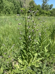 Cynoglossum divaricatum