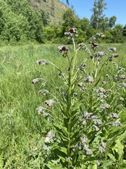Cynoglossum divaricatum