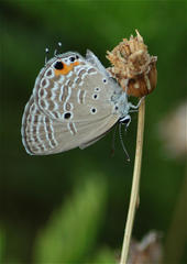 Luthrodes pandava