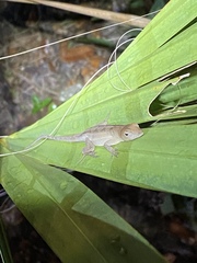 Anolis sagrei