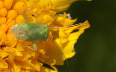 Taylorilygus apicalis