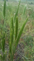 Agropyron fragile