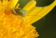 Taylorilygus apicalis