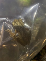 Osteopilus septentrionalis