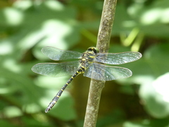 Cordulegaster trinacriae