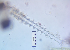 Triploceras gracile