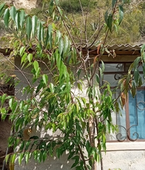 Prunus serotina capuli