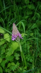Anacamptis pyramidalis