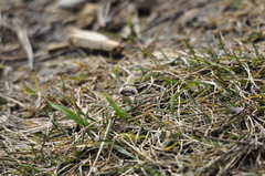 Chlorochroa pinicola