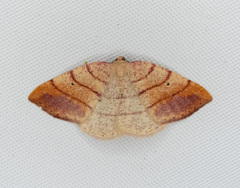 Drepanulatrix carnearia