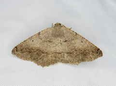 Prochoerodes forficaria