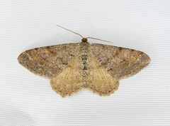 Macaria sexmaculata