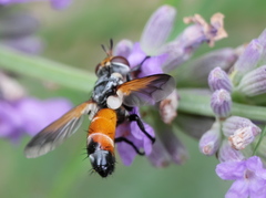 Cylindromyia rufifrons