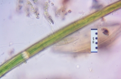Closterium angustatum