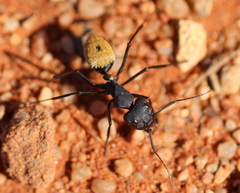 Camponotus fulvopilosus