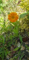 Angiospermae